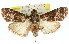  ( - 11ANIC-01218)  @14 [ ] CreativeCommons - Attribution (2011) ANIC/CBG Photography Group Centre for Biodiversity Genomics