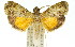  ( - 11ANIC-01232)  @13 [ ] CreativeCommons - Attribution (2011) ANIC/CBG Photography Group Centre for Biodiversity Genomics