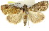  ( - 11ANIC-01257)  @11 [ ] CreativeCommons - Attribution (2011) ANIC/CBG Photography Group Centre for Biodiversity Genomics