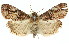  ( - 11ANIC-01280)  @15 [ ] CreativeCommons - Attribution (2011) ANIC/CBG Photography Group Centre for Biodiversity Genomics