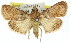  ( - 11ANIC-01299)  @15 [ ] CreativeCommons - Attribution (2011) ANIC/CBG Photography Group Centre for Biodiversity Genomics