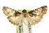  ( - 11ANIC-01304)  @11 [ ] CreativeCommons - Attribution (2011) ANIC/CBG Photography Group Centre for Biodiversity Genomics