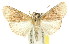 (Orthaga sp. ANIC13 - 11ANIC-01320)  @11 [ ] CreativeCommons - Attribution (2011) ANIC/CBG Photography Group Centre for Biodiversity Genomics
