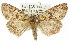  ( - 11ANIC-01332)  @11 [ ] CreativeCommons - Attribution (2011) ANIC/CBG Photography Group Centre for Biodiversity Genomics