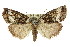  (Chlenias ochrocrana - 11ANIC-01334)  @14 [ ] CreativeCommons - Attribution (2011) ANIC/CBG Photography Group Centre for Biodiversity Genomics