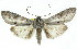  (Capusa stenophara - 11ANIC-01365)  @14 [ ] CreativeCommons - Attribution (2011) ANIC/CBG Photography Group Centre for Biodiversity Genomics