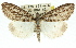  ( - 11ANIC-01403)  @14 [ ] CreativeCommons - Attribution (2011) ANIC/CBG Photography Group Centre for Biodiversity Genomics