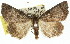  (Dysbatus sp. ANIC2 - 11ANIC-01420)  @14 [ ] CreativeCommons - Attribution (2011) ANIC/CBG Photography Group Centre for Biodiversity Genomics