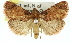  ( - 11ANIC-01446)  @14 [ ] CreativeCommons - Attribution (2011) ANIC/CBG Photography Group Centre for Biodiversity Genomics