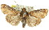  (Orthaga picta - 11ANIC-01469)  @14 [ ] CreativeCommons - Attribution (2011) ANIC/CBG Photography Group Centre for Biodiversity Genomics