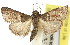  (Endotricha melanchroa - 11ANIC-01492)  @15 [ ] CreativeCommons - Attribution (2011) ANIC/CBG Photography Group Centre for Biodiversity Genomics