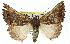  ( - 11ANIC-01591)  @14 [ ] CreativeCommons - Attribution (2011) ANIC/CBG Photography Group Centre for Biodiversity Genomics