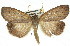  (Paralaea porphyrinaria - 11ANIC-01705)  @16 [ ] CreativeCommons - Attribution (2011) ANIC/CBG Photography Group Centre for Biodiversity Genomics