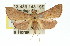  (Endotricha dispergens - 11ANIC-01712)  @14 [ ] CreativeCommons - Attribution (2011) ANIC/CBG Photography Group Centre for Biodiversity Genomics