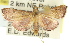 (Endotricha sp. ANIC2 - 11ANIC-01715)  @14 [ ] CreativeCommons - Attribution (2011) ANIC/CBG Photography Group Centre for Biodiversity Genomics