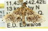  (Persicoptera dinosticha - 11ANIC-01734)  @14 [ ] CreativeCommons - Attribution (2011) ANIC/CBG Photography Group Centre for Biodiversity Genomics