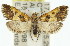  (Arescoptera haplocala - 11ANIC-01760)  @15 [ ] CreativeCommons - Attribution (2011) ANIC/CBG Photography Group Centre for Biodiversity Genomics