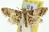  ( - 11ANIC-01773)  @11 [ ] CreativeCommons - Attribution (2011) ANIC/CBG Photography Group Centre for Biodiversity Genomics