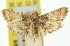  ( - 11ANIC-01774)  @11 [ ] CreativeCommons - Attribution (2011) ANIC/CBG Photography Group Centre for Biodiversity Genomics