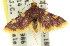  (Hypsopygia flavamaculata - 11ANIC-01784)  @14 [ ] CreativeCommons - Attribution (2011) ANIC/CBG Photography Group Centre for Biodiversity Genomics