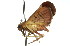  ( - 11ANIC-01822)  @12 [ ] CreativeCommons - Attribution (2011) ANIC/CBG Photography Group Centre for Biodiversity Genomics