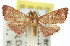  ( - 11ANIC-01851)  @11 [ ] CreativeCommons - Attribution (2011) ANIC/CBG Photography Group Centre for Biodiversity Genomics
