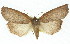  (Paralaea ochrosoma - 11ANIC-01939)  @15 [ ] CreativeCommons - Attribution (2011) ANIC/CBG Photography Group Centre for Biodiversity Genomics