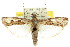  (Magiria imparella - 11ANIC-02048)  @15 [ ] CreativeCommons - Attribution (2011) ANIC/CBG Photography Group Centre for Biodiversity Genomics