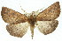  (Fisera sp. ANIC7 - 11ANIC-02128)  @15 [ ] CreativeCommons - Attribution (2011) ANIC/CBG Photography Group Centre for Biodiversity Genomics