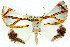  (Thalaina angulosa - 11ANIC-02160)  @15 [ ] CreativeCommons - Attribution (2011) ANIC/CBG Photography Group Centre for Biodiversity Genomics