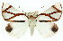  (Thalaina - 11ANIC-02163)  @15 [ ] CreativeCommons - Attribution (2011) ANIC/CBG Photography Group Centre for Biodiversity Genomics