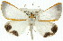  ( - 11ANIC-02180)  @15 [ ] CreativeCommons - Attribution (2011) ANIC/CBG Photography Group Centre for Biodiversity Genomics