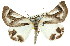  ( - 11ANIC-02186)  @11 [ ] CreativeCommons - Attribution (2011) ANIC/CBG Photography Group Centre for Biodiversity Genomics