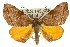  (Achrosis - 11ANIC-02216)  @15 [ ] CreativeCommons - Attribution (2011) ANIC/CBG Photography Group Centre for Biodiversity Genomics