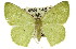  (Aplochlora pisochroa - 11ANIC-02239)  @14 [ ] CreativeCommons - Attribution (2011) ANIC/CBG Photography Group Centre for Biodiversity Genomics