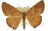  (Eurychoria gerasphora - 11ANIC-02254)  @14 [ ] CreativeCommons - Attribution (2011) ANIC/CBG Photography Group Centre for Biodiversity Genomics