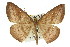  (Eurychoria sp. ANIC2 - 11ANIC-02255)  @11 [ ] CreativeCommons - Attribution (2011) ANIC/CBG Photography Group Centre for Biodiversity Genomics