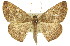  (Eurychoria - 11ANIC-02256)  @15 [ ] CreativeCommons - Attribution (2011) ANIC/CBG Photography Group Centre for Biodiversity Genomics