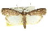  ( - 11ANIC-02290)  @14 [ ] CreativeCommons - Attribution (2011) ANIC/CBG Photography Group Centre for Biodiversity Genomics