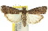  (Ptyobathra sp. B - 11ANIC-02302)  @14 [ ] CreativeCommons - Attribution (2011) ANIC/CBG Photography Group Centre for Biodiversity Genomics