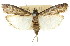  (Faveria leucophaeella - 11ANIC-02322)  @11 [ ] CreativeCommons - Attribution (2011) ANIC/CBG Photography Group Centre for Biodiversity Genomics