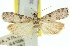  (Ptyomaxia sp. ANIC6 - 11ANIC-02357)  @11 [ ] CreativeCommons - Attribution (2011) ANIC/CBG Photography Group Centre for Biodiversity Genomics
