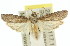  (Ptyomaxia sp. ANIC7 - 11ANIC-02362)  @14 [ ] CreativeCommons - Attribution (2011) ANIC/CBG Photography Group Centre for Biodiversity Genomics