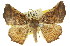  ( - 11ANIC-02396)  @11 [ ] CreativeCommons - Attribution (2011) ANIC/CBG Photography Group Centre for Biodiversity Genomics