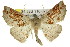  ( - 11ANIC-02404)  @15 [ ] CreativeCommons - Attribution (2011) ANIC/CBG Photography Group Centre for Biodiversity Genomics