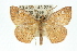  ( - 11ANIC-02475)  @14 [ ] CreativeCommons - Attribution (2011) ANIC/CBG Photography Group Centre for Biodiversity Genomics