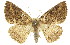  (Casbia crataea - 11ANIC-02538)  @15 [ ] CreativeCommons - Attribution (2011) ANIC/CBG Photography Group Centre for Biodiversity Genomics