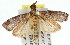  ( - 11ANIC-02571)  @13 [ ] CreativeCommons - Attribution (2011) ANIC/CBG Photography Group Centre for Biodiversity Genomics