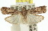  (Rambutaneia nr. udjana - 11ANIC-02626)  @15 [ ] CreativeCommons - Attribution (2011) ANIC/CBG Photography Group Centre for Biodiversity Genomics