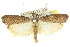  ( - 11ANIC-02650)  @13 [ ] CreativeCommons - Attribution (2011) ANIC/CBG Photography Group Centre for Biodiversity Genomics